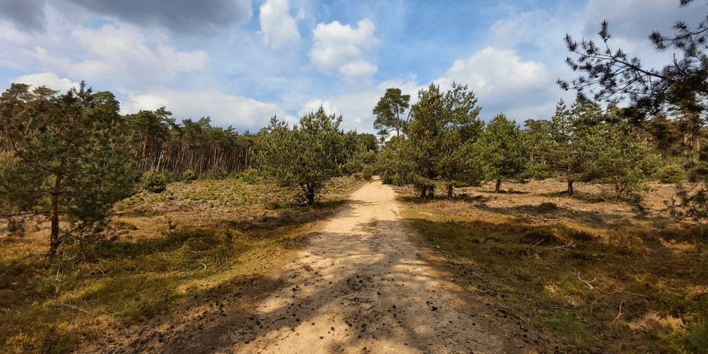 Wandelen Veluwe mooiste wandelroutes Deelerwoud