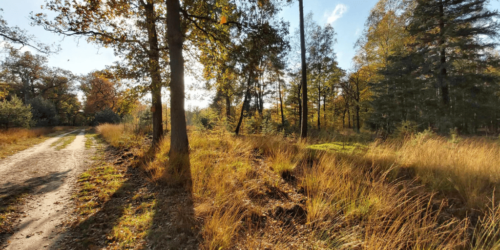 Wandelen Veluwe mooiste wandelroutes