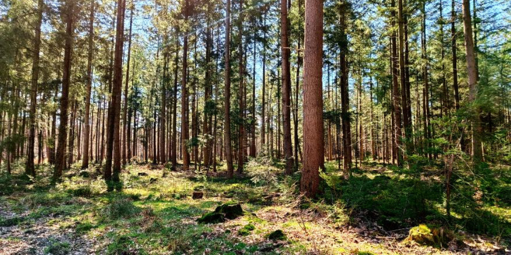 Wandelen Veluwe mooiste wandelroutes Kroondomein Het Loo