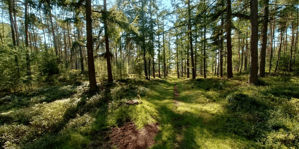 Wandelen Veluwe mooiste wandelroutes Loenermark