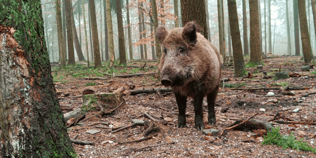 wandeldate romantisch wandelen date