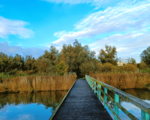 Weidepad wandelen oostvaardersplassen