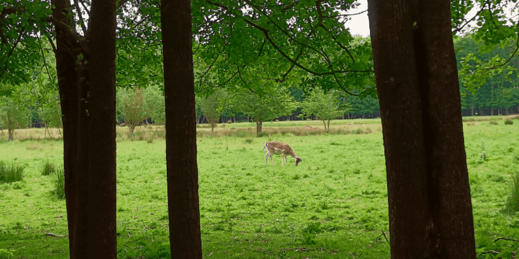 Avondwandelingen wandelen avond