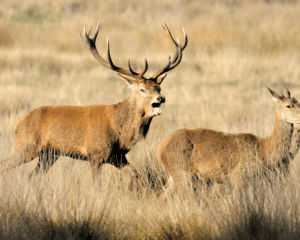 wandelen bronsttijd burlen edelherten hoge veluwe