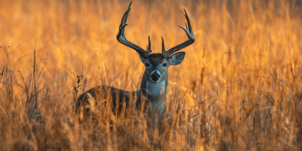 wandelen bronst wilde dieren hoge veluwe