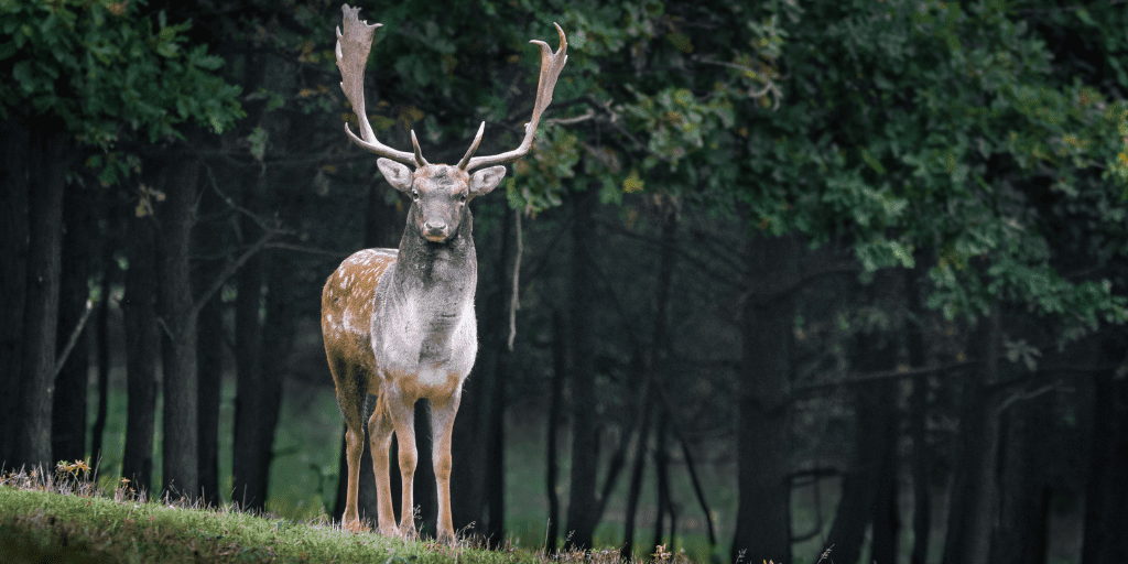 wandelen bronsttijd burlen edelherten hoge veluwe damhert