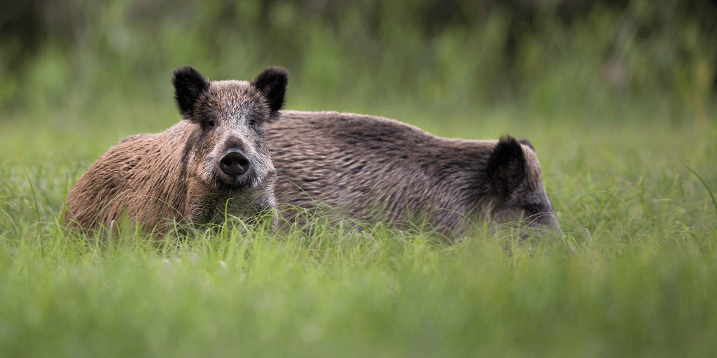 wandelen bronsttijd burlen edelherten hoge veluwe wilde zwijnen