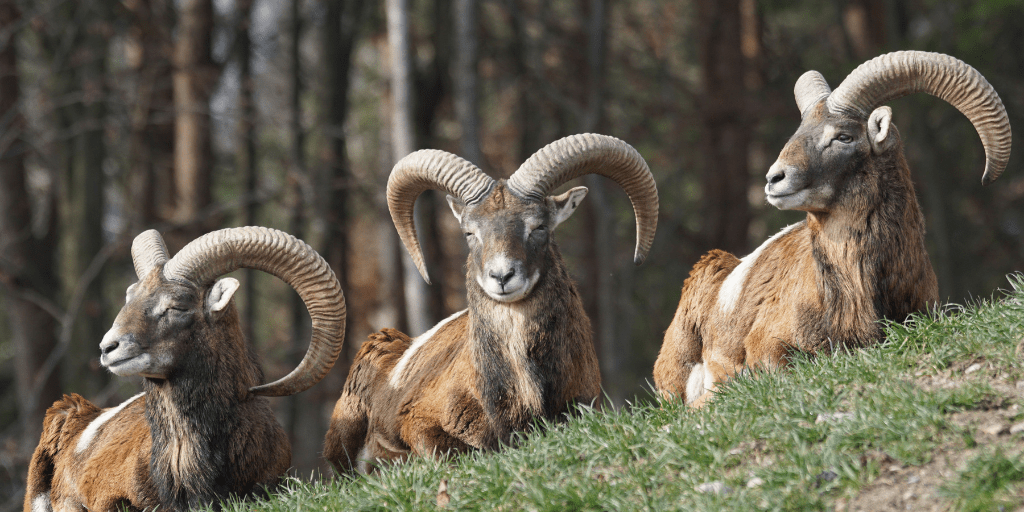 wandelen bronsttijd burlen edelherten hoge veluwe moeflons