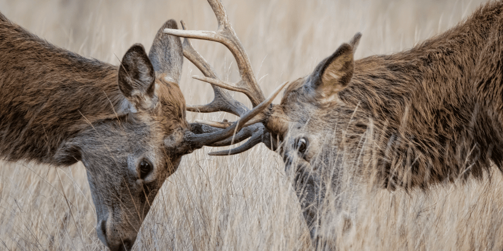 wandelen bronsttijd burlen edelherten hoge veluwe