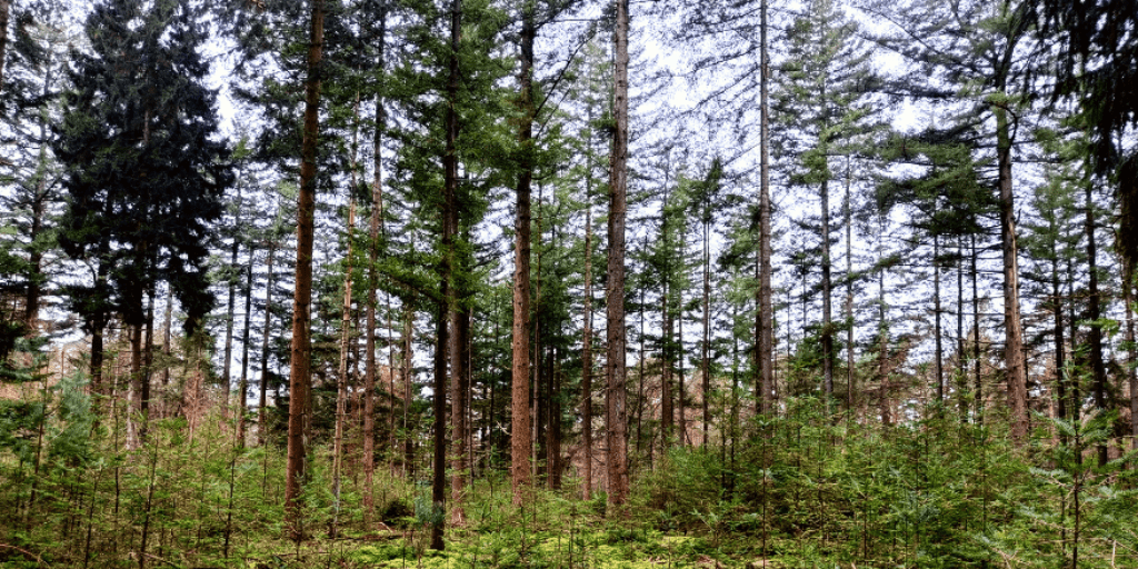 wandelen bronsttijd burlen edelherten hoge veluwe